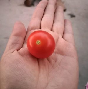 Meet your Posher, Zeyan